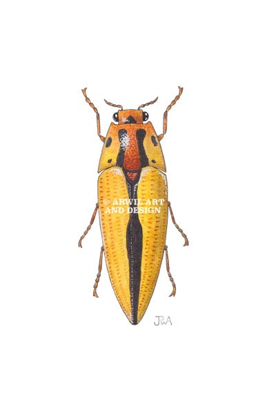 Watercolour illustration of a yellow jewel beetle, with gentle shading and fine line details. Watermark copyright Arwil Art and Design