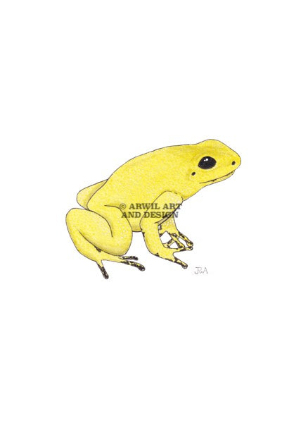 Watercolour illustration of a yellow poison dart frog, with gentle shading and fine line details. Watermark copyright Arwil Art and Design