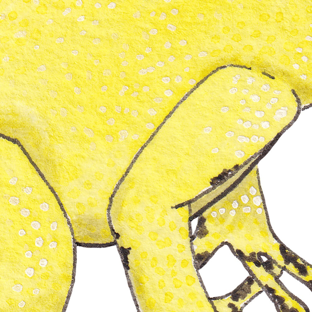 Arwil Art and Design watercolour illustration of a yellow poison dart frog, with gentle shading and fine line details - cropped to show detail